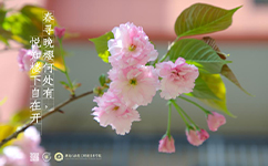 文化標(biāo)識(shí)：校名題寫 / 校徽設(shè)計(jì)