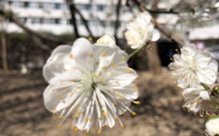招生公告 · 招生簡(jiǎn)章 · 招生計(jì)劃